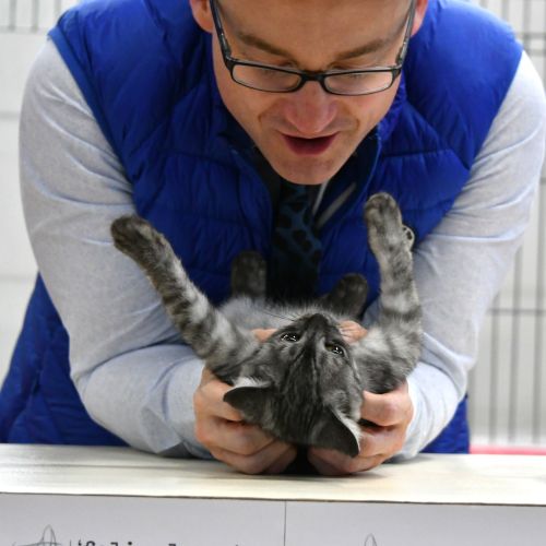 Sometimes the cats even get a massage :D