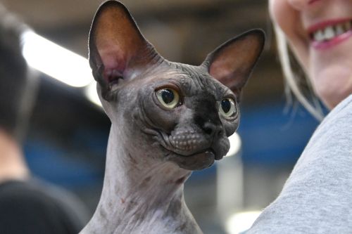 A real live Sphynx at a show :)