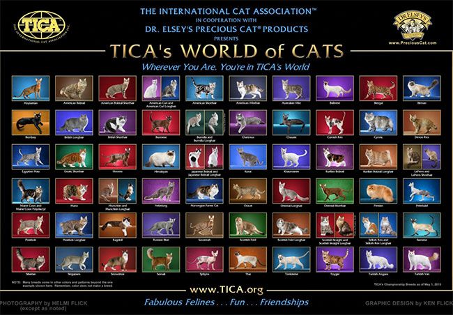 TICA's Recognized Breeds